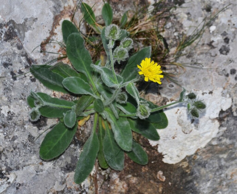 Hieracium lainzii photo 2