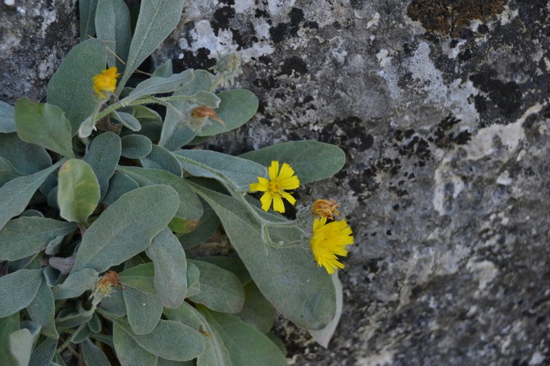 Hieracium lainzii photo 3