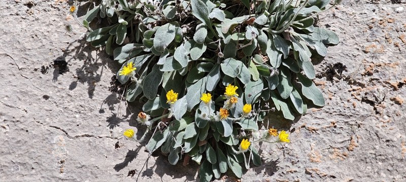 Hieracium lainzii photo 4