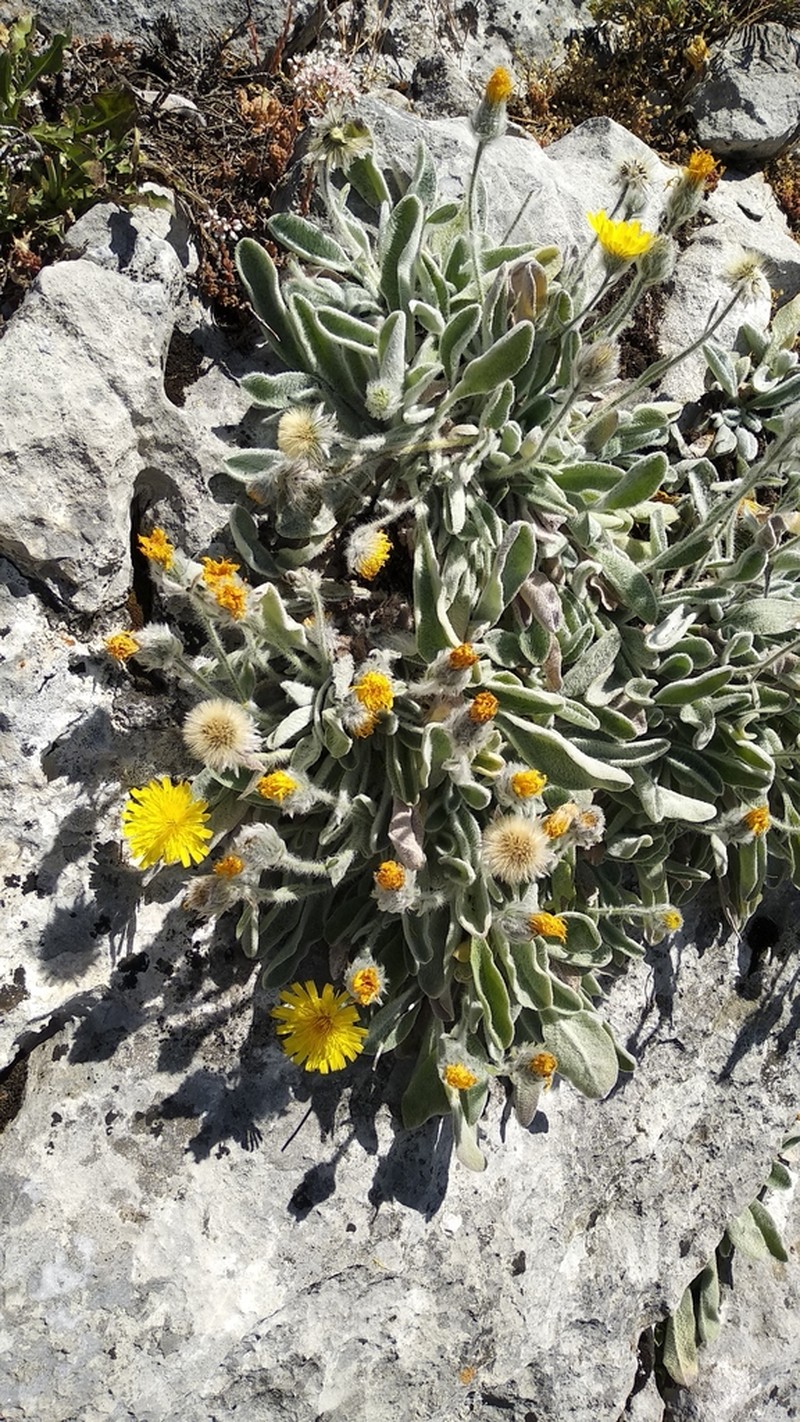 Hieracium lainzii photo 5