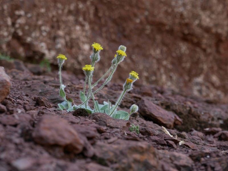 Hieracium lainzii photo 6