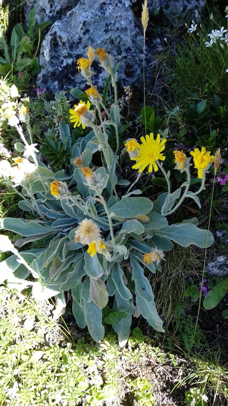Hieracium lainzii photo 7