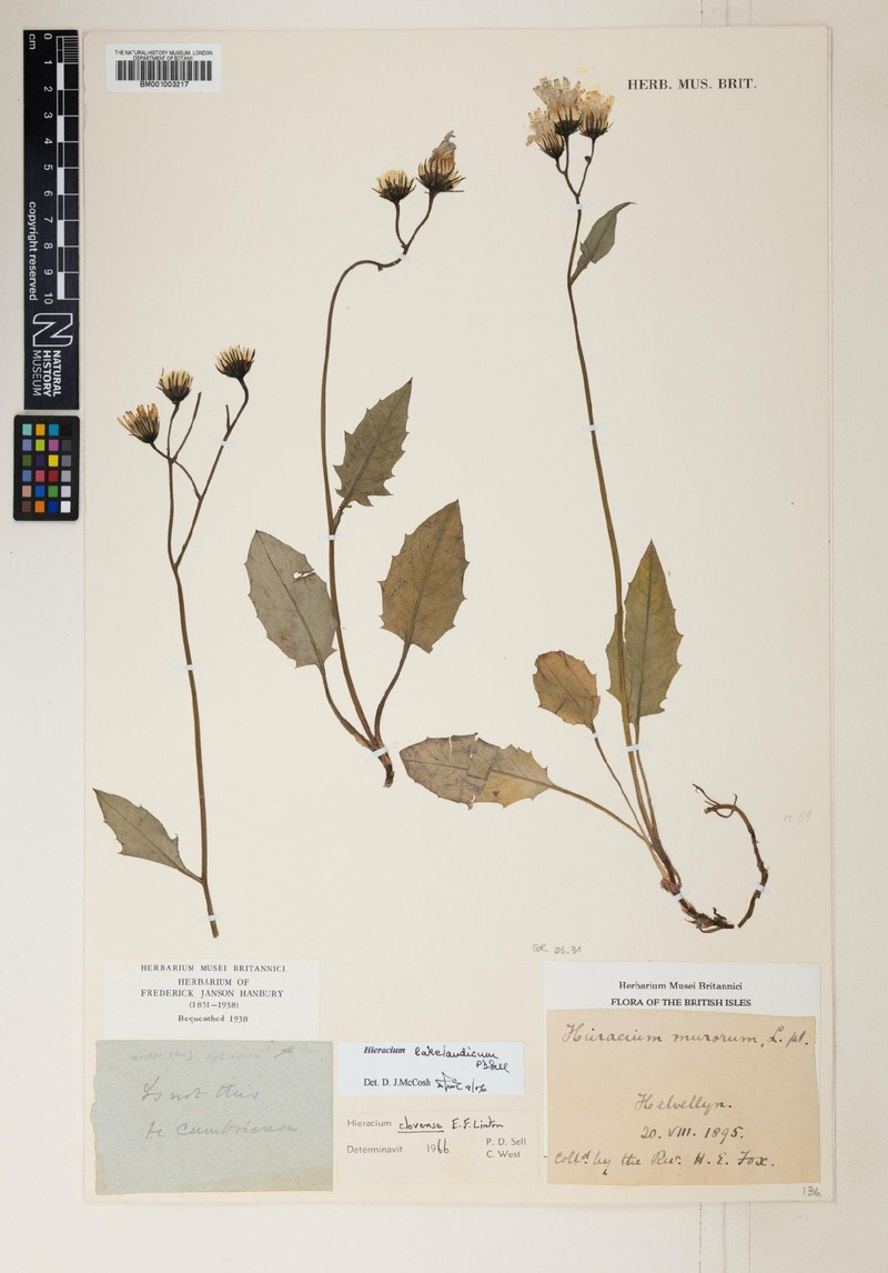 Hieracium lakelandicum