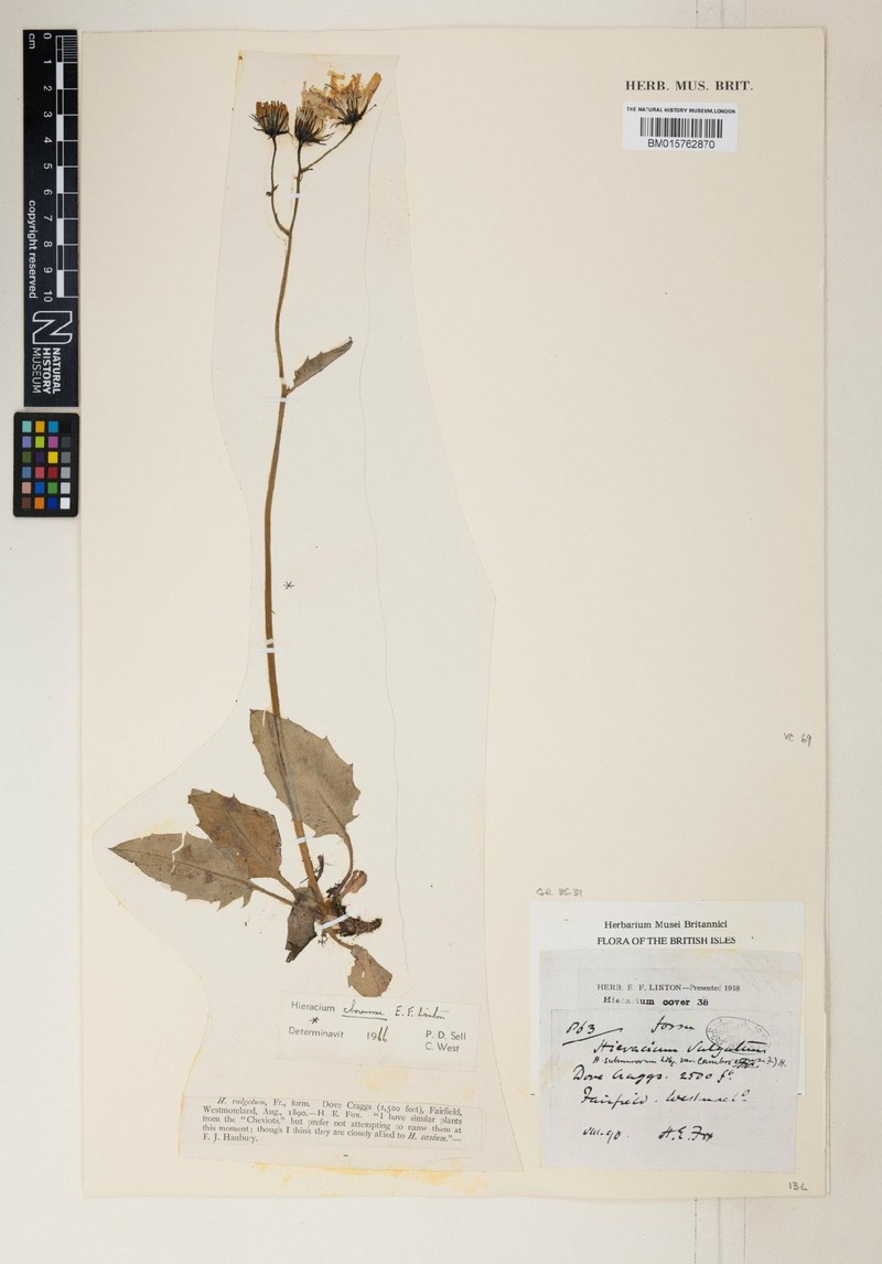 Hieracium lakelandicum photo 3