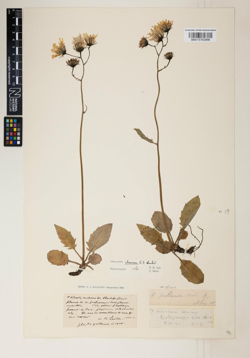 Hieracium lakelandicum photo 4