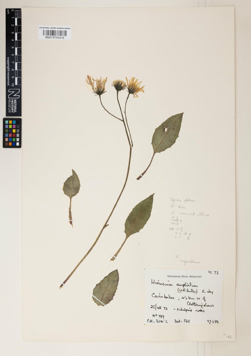 Hieracium langwellense