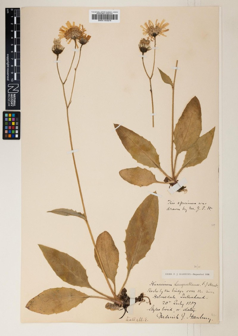 Hieracium langwellense photo 3