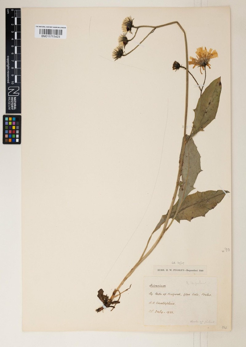 Hieracium langwellense photo 4