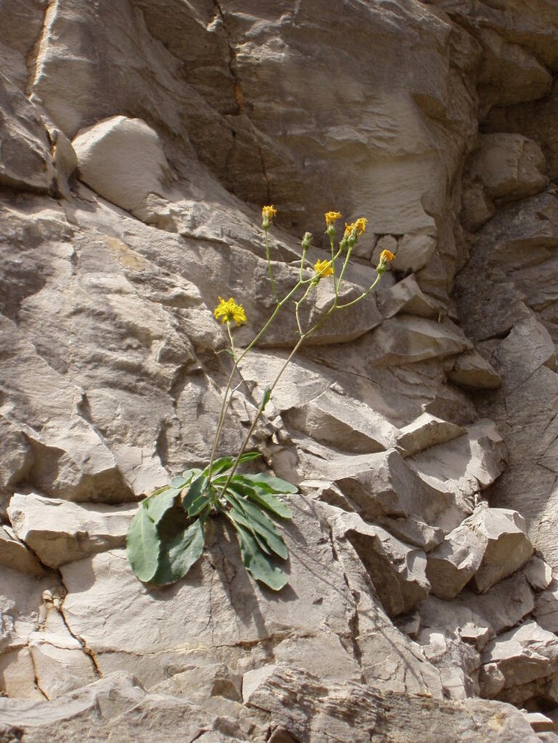 Hieracium laniferum photo 2