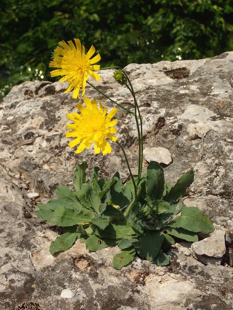 Hieracium laniferum photo 3