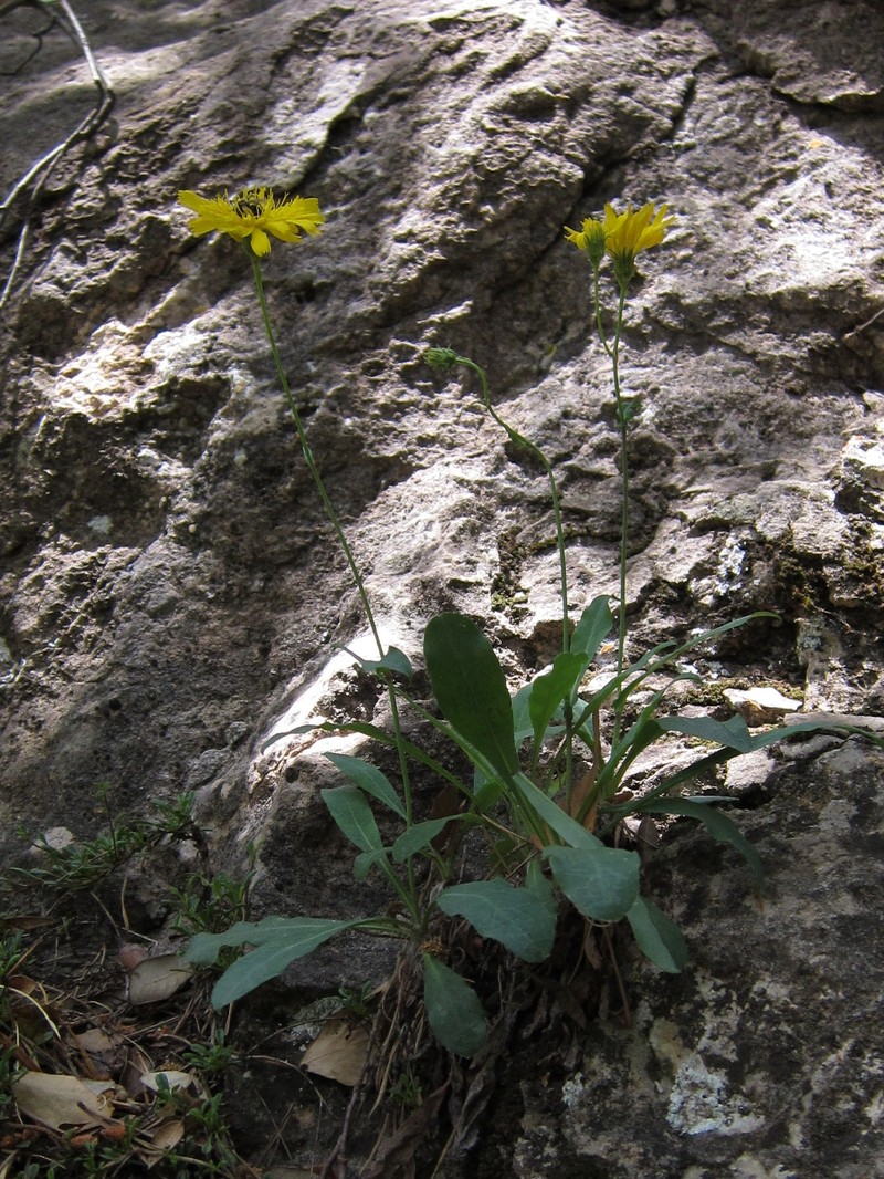 Hieracium laniferum