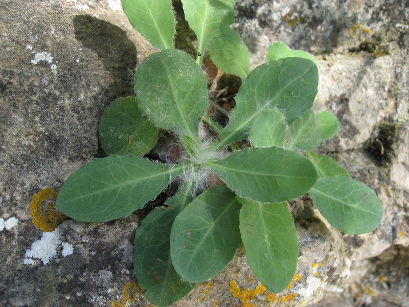 Hieracium laniferum photo 4