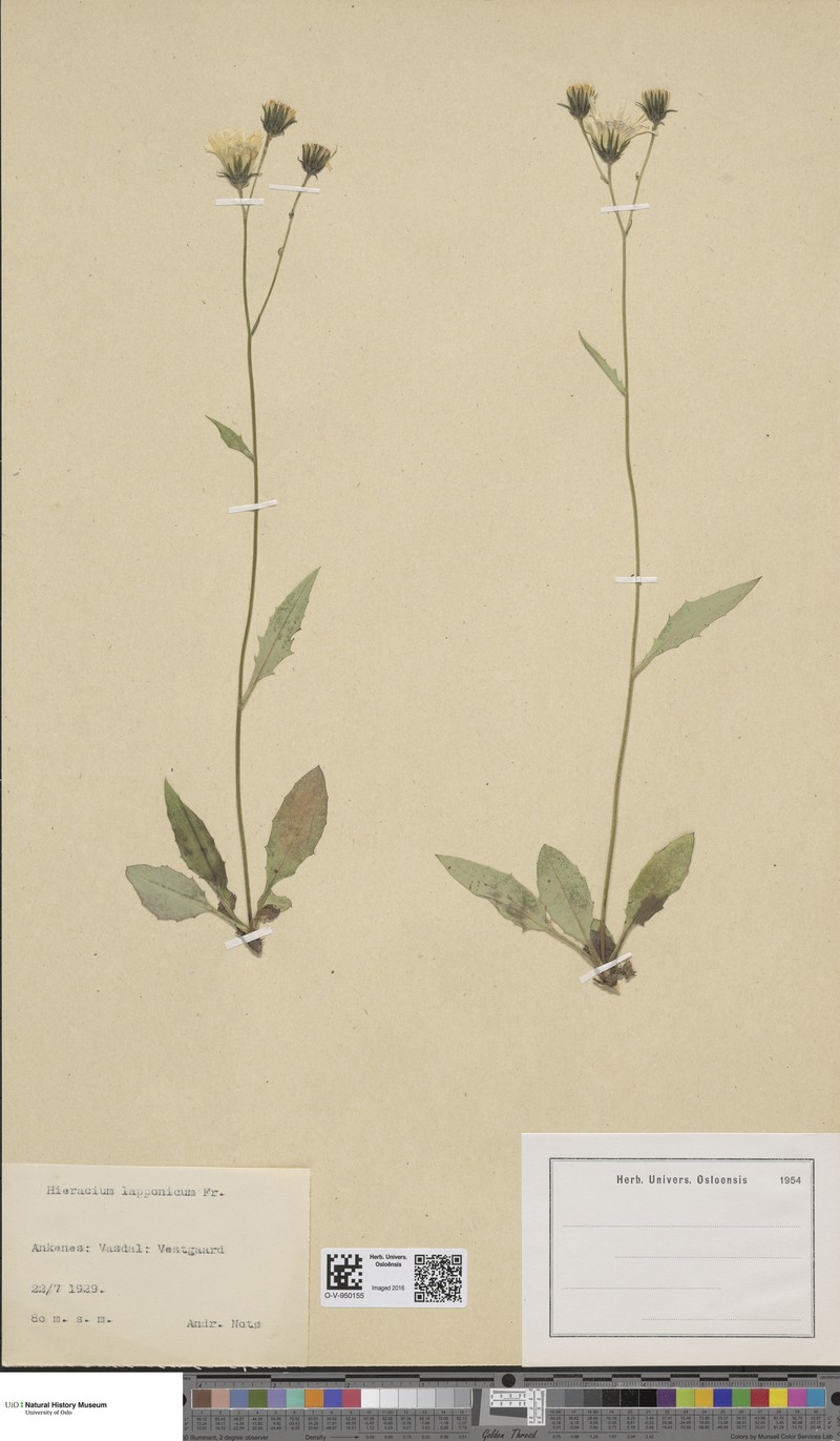 Hieracium lapponicum