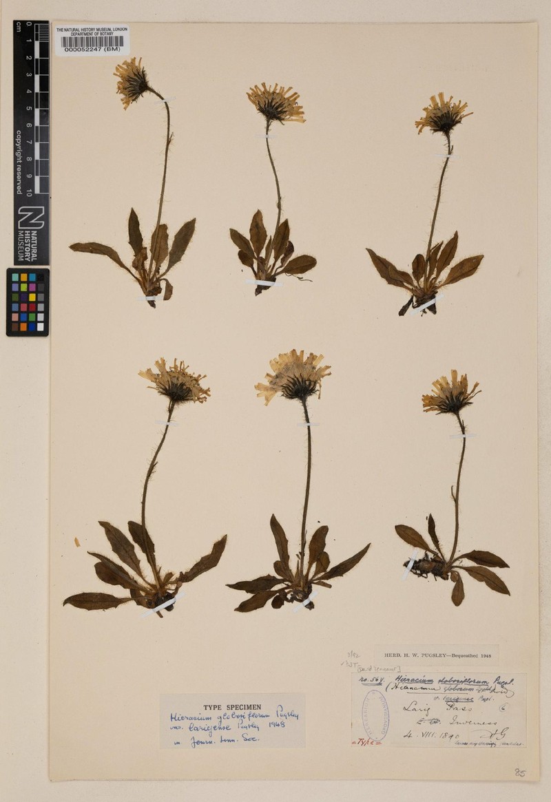 Hieracium larigense