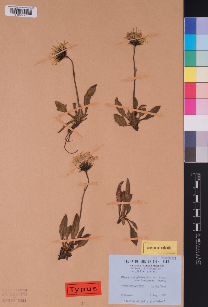 Hieracium larigense photo 2