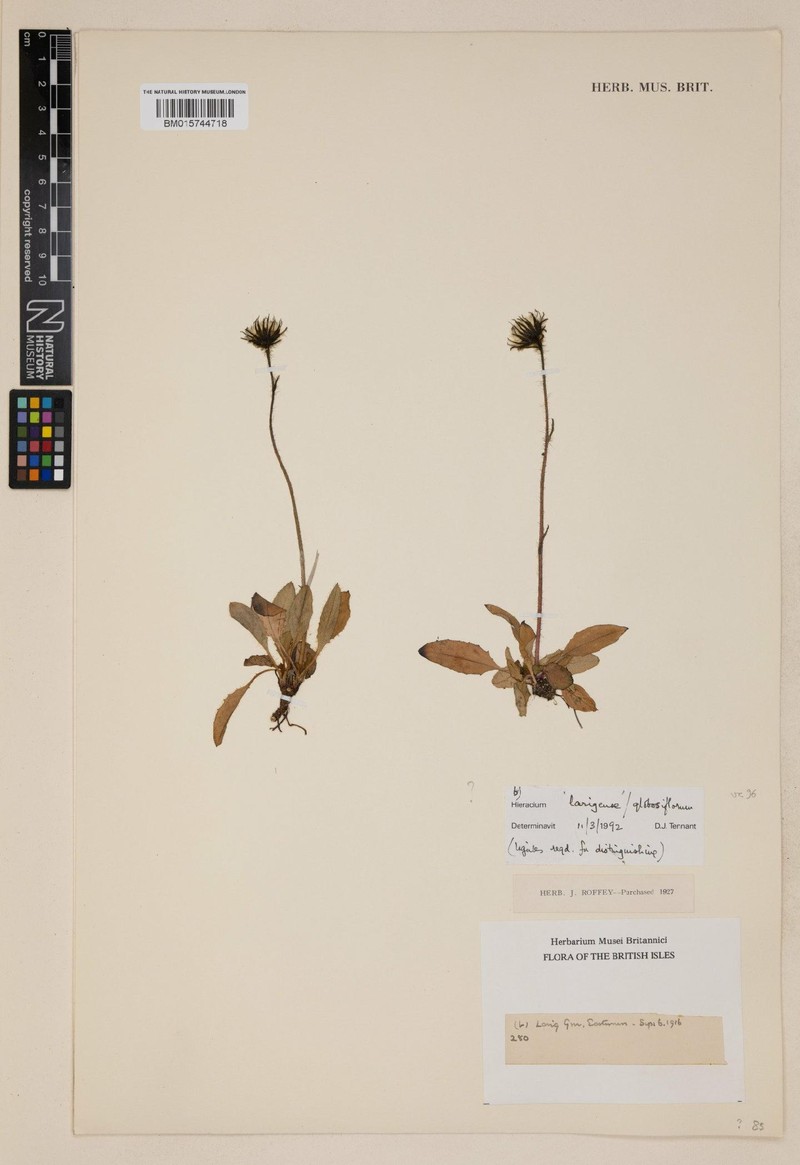 Hieracium larigense photo 3