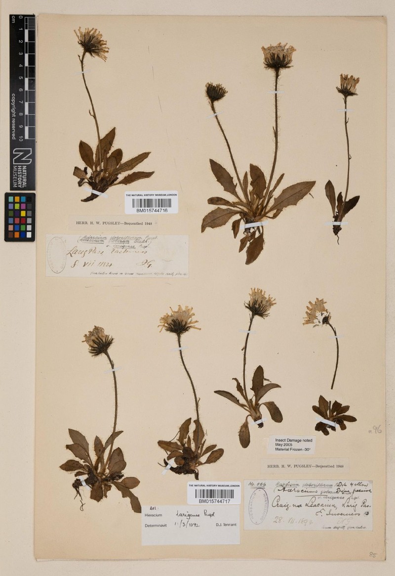 Hieracium larigense photo 4