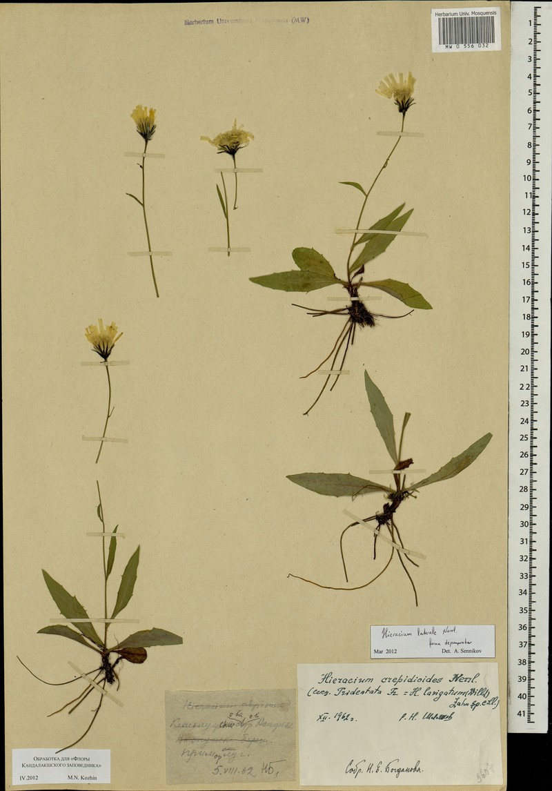Hieracium laterale
