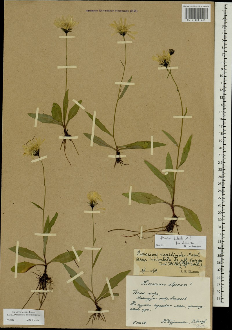 Hieracium laterale photo 2