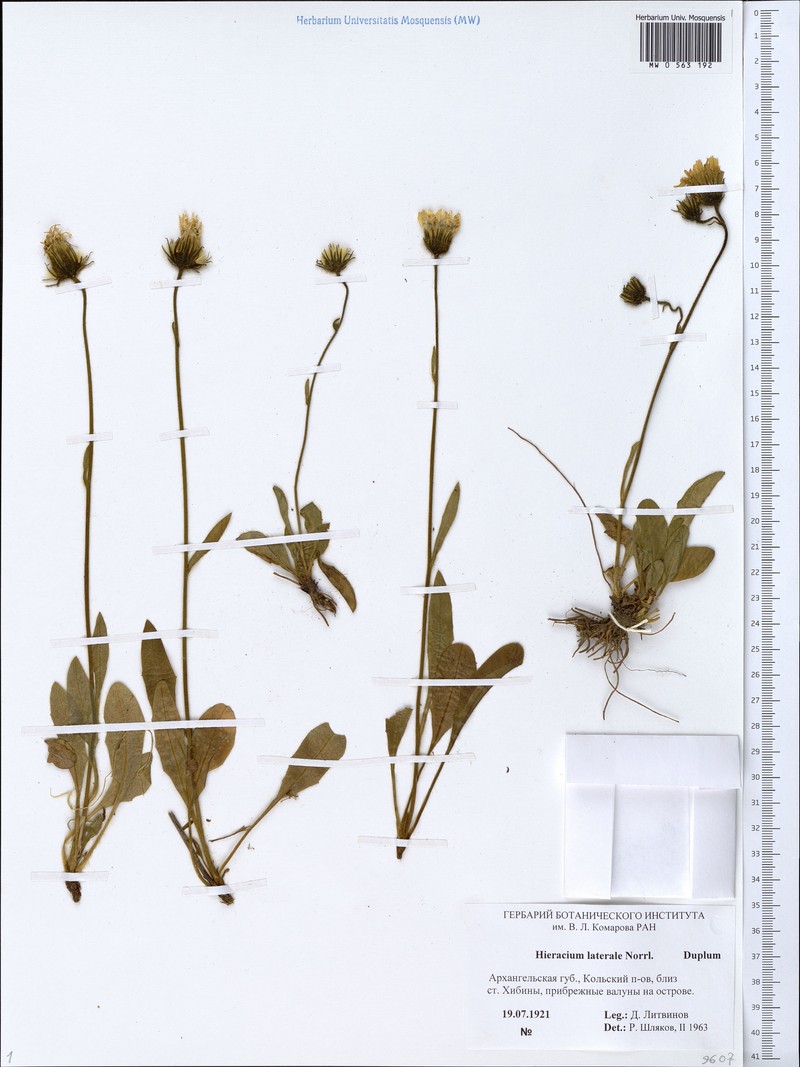 Hieracium laterale photo 3