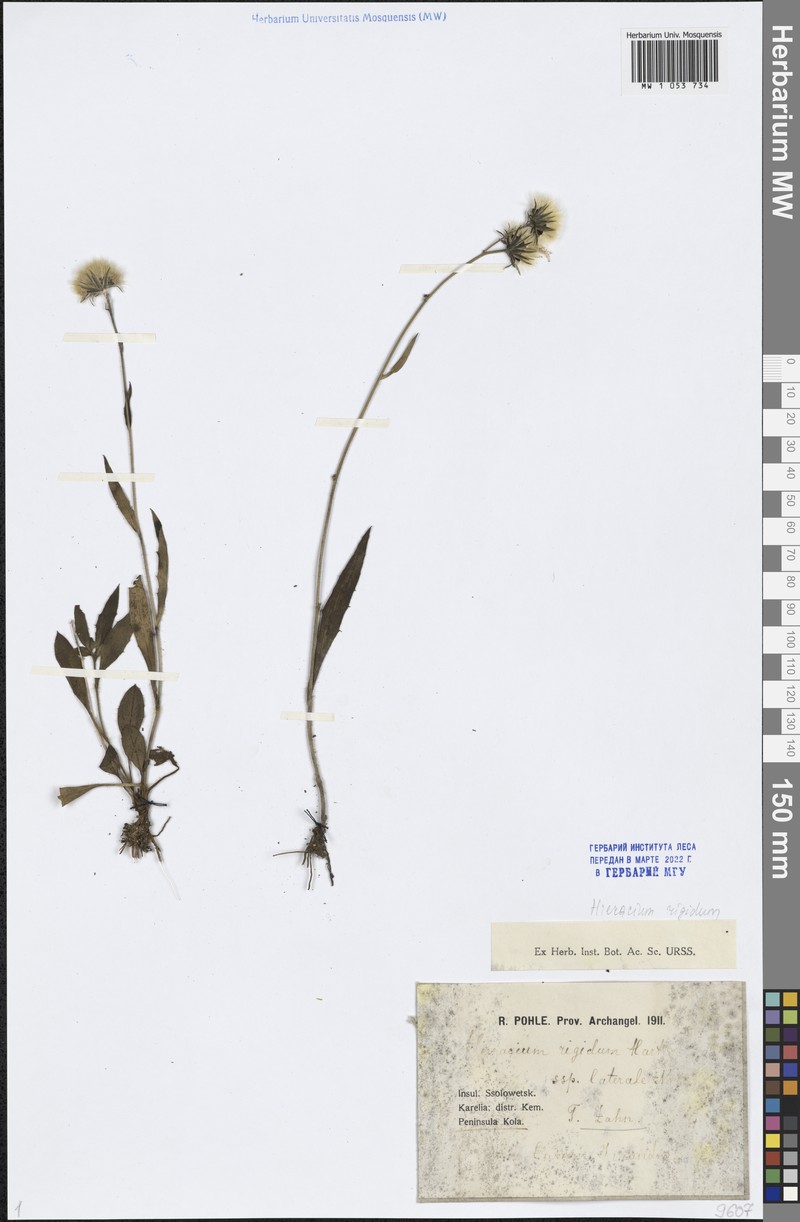 Hieracium laterale photo 4
