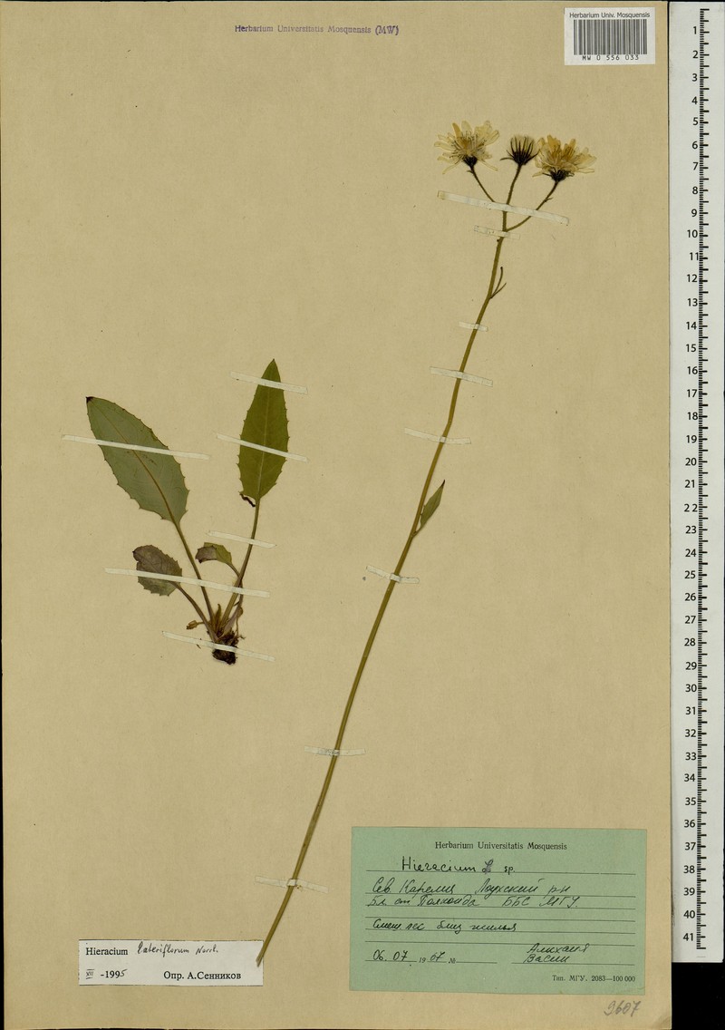 Hieracium lateriflorum