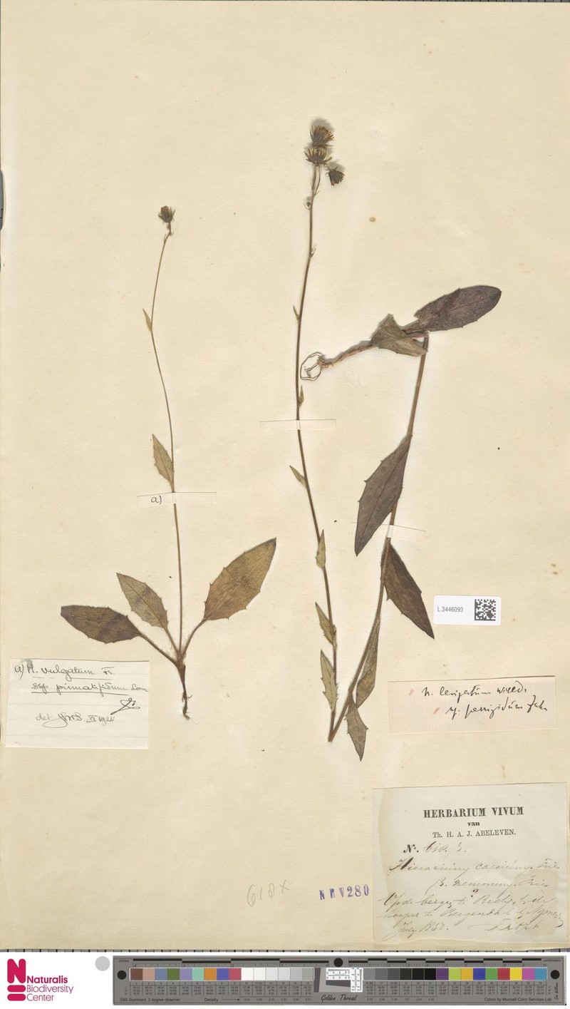 Hieracium lavatum