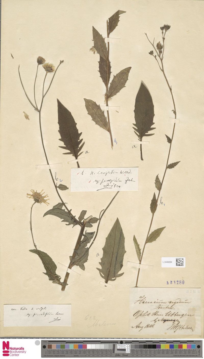 Hieracium lavatum photo 2