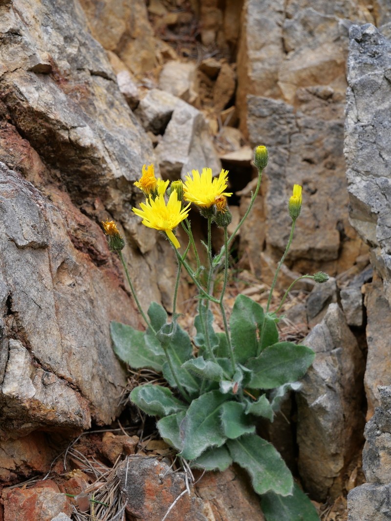 Hieracium lawsonii