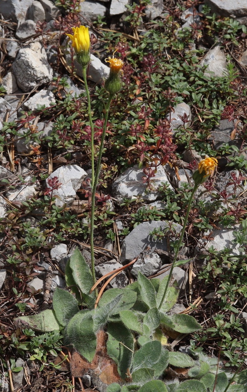 Hieracium lawsonii photo 2