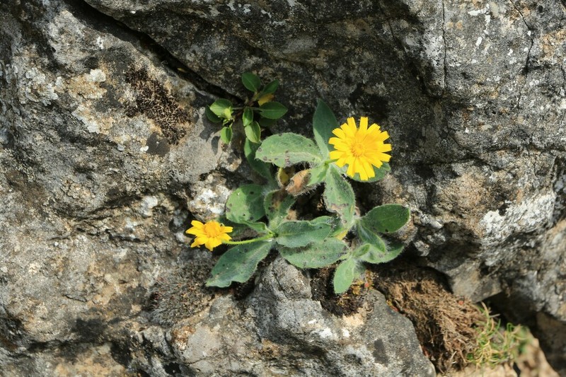 Hieracium lawsonii photo 3