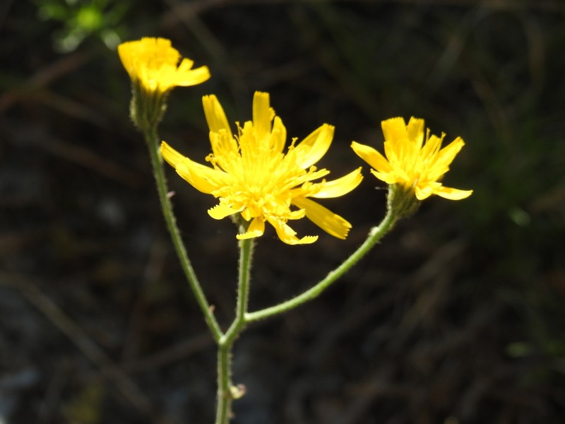 Hieracium lawsonii photo 4