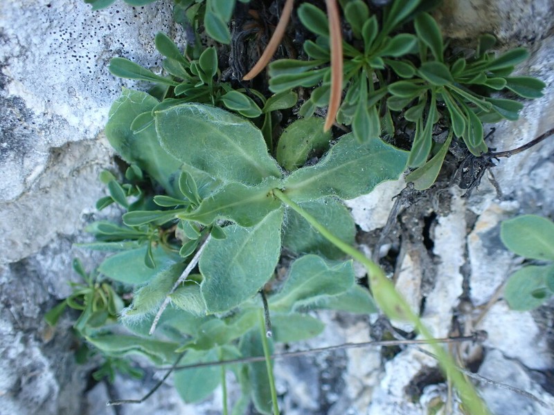 Hieracium lawsonii photo 5
