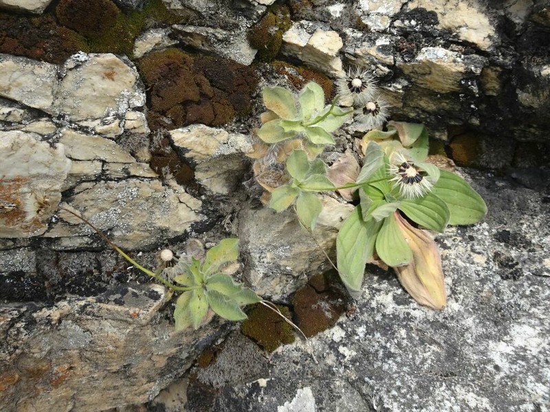 Hieracium lawsonii photo 6