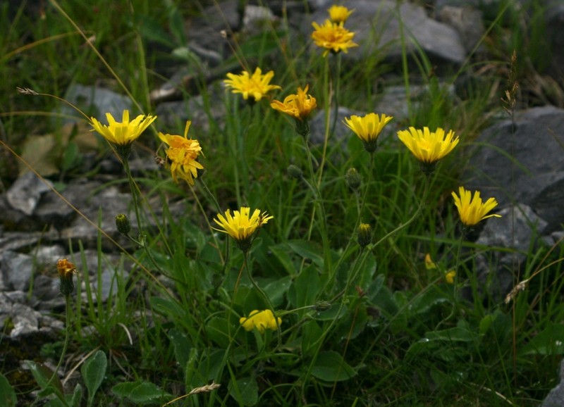 Hieracium lawsonii photo 7