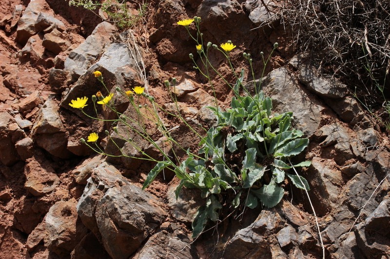 Hieracium lawsonii photo 8