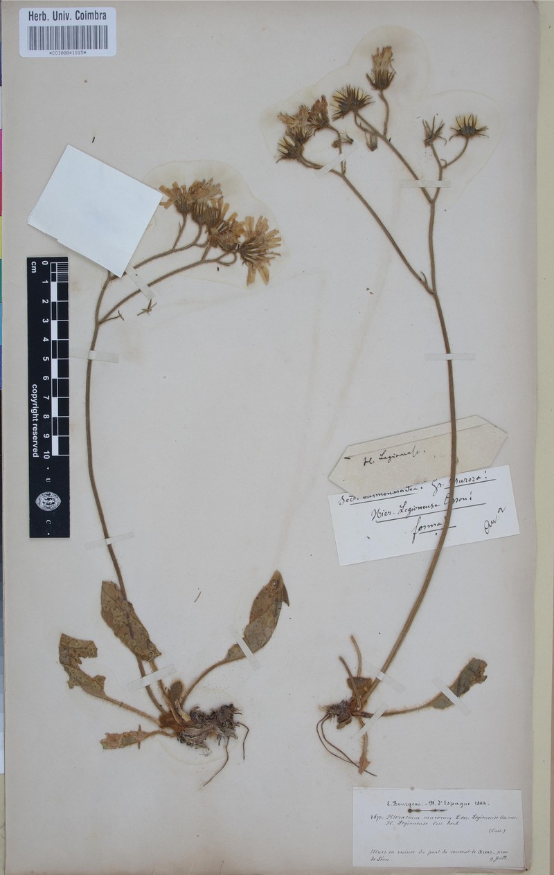 Hieracium legionense