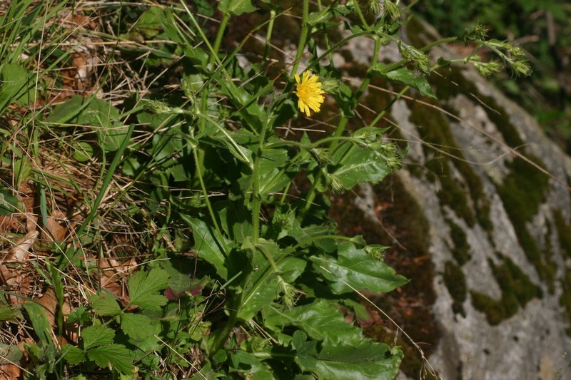 Hieracium legrandianum
