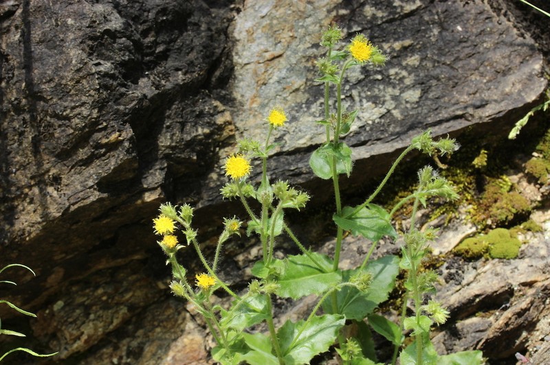 Hieracium legrandianum photo 2