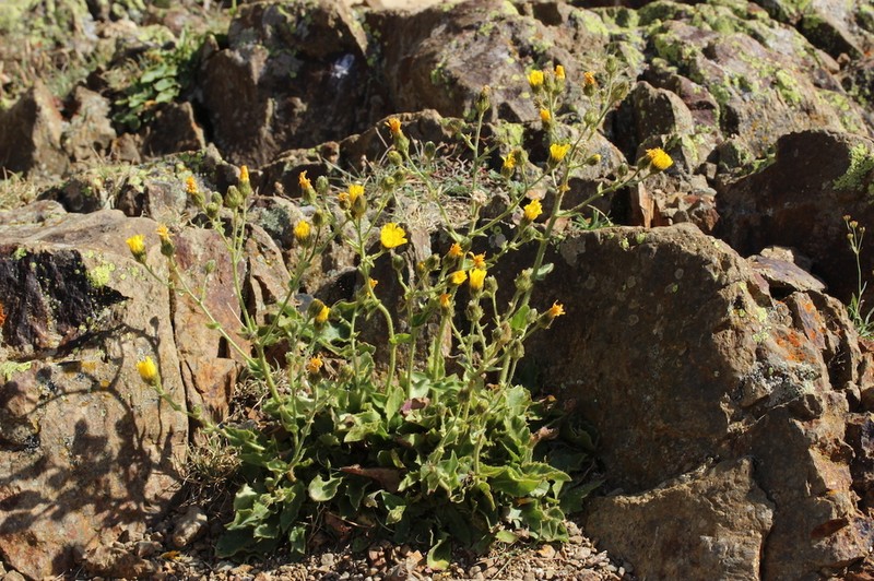Hieracium legrandianum photo 3