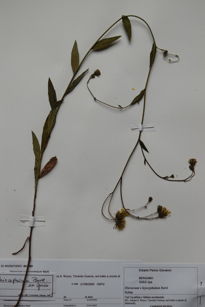 Hieracium leiocephalum