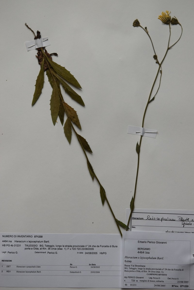 Hieracium leiocephalum photo 2