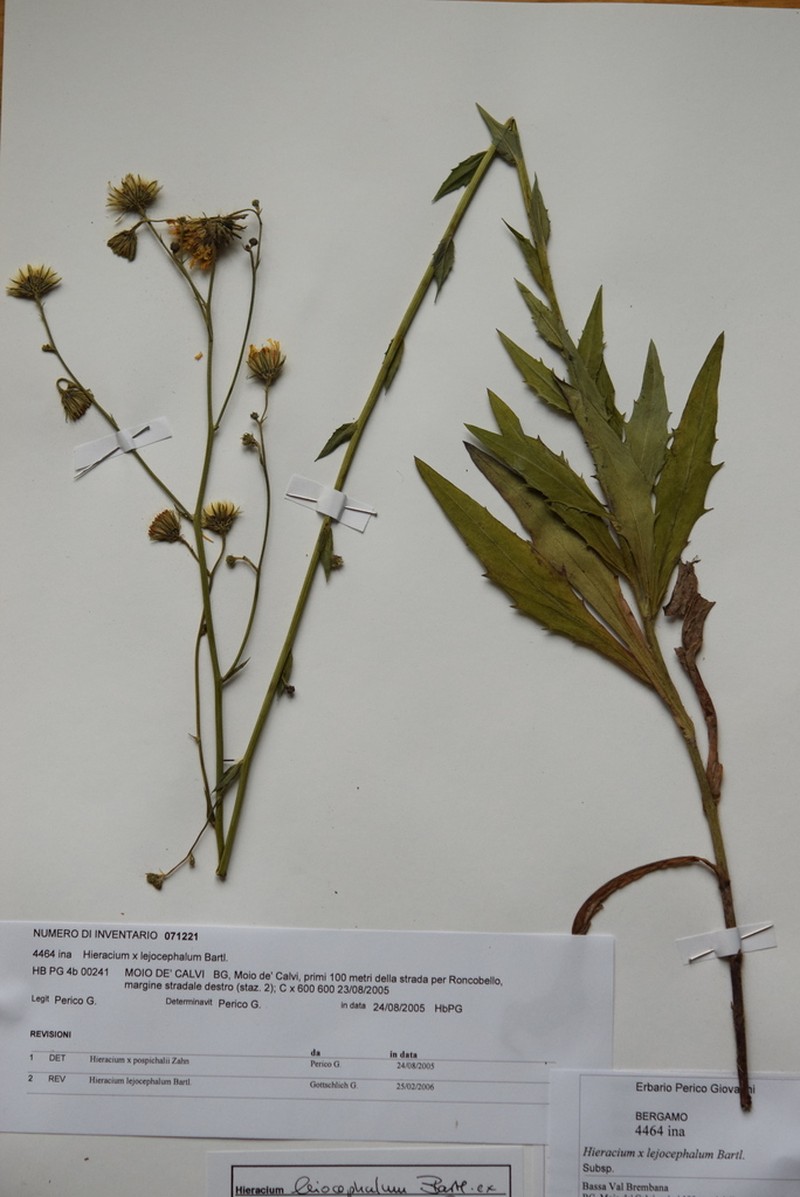 Hieracium leiocephalum photo 3