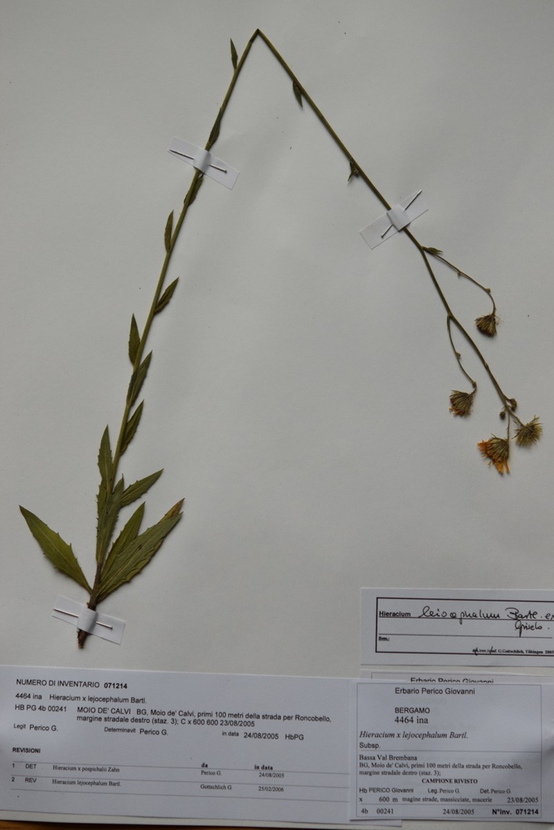 Hieracium leiocephalum photo 4