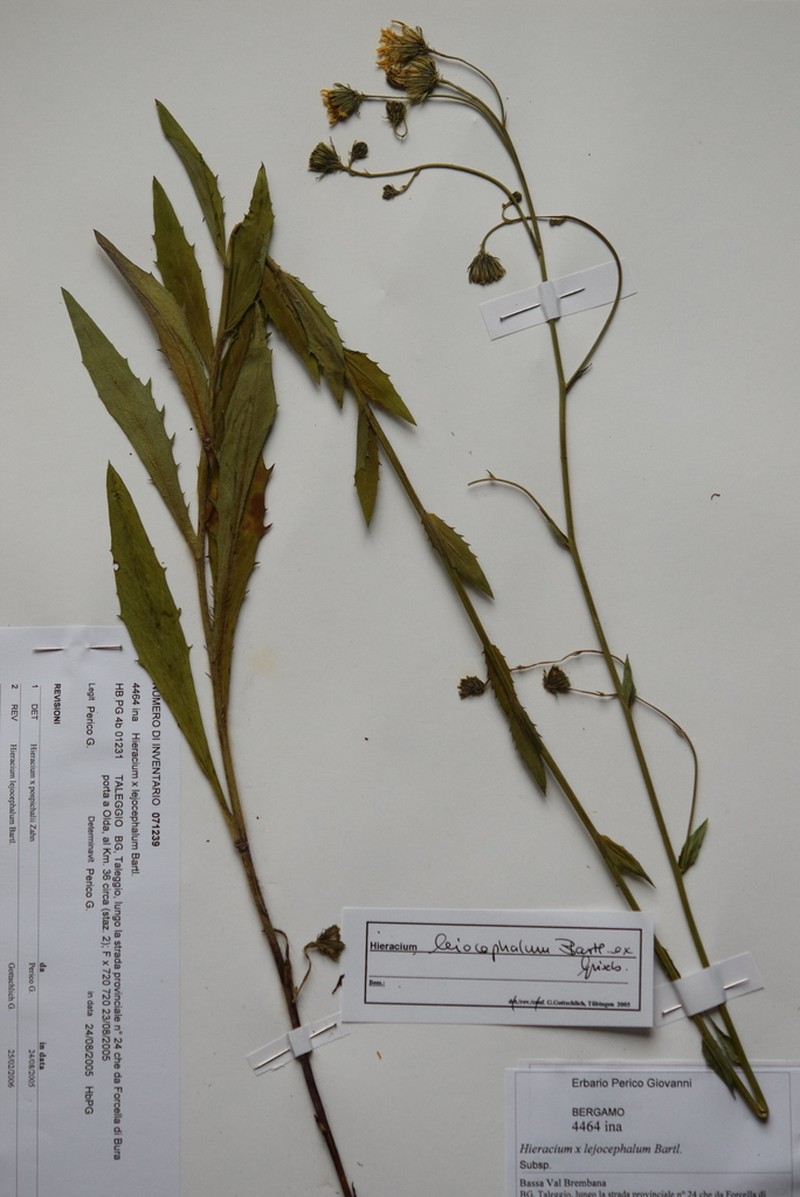 Hieracium leiocephalum photo 5