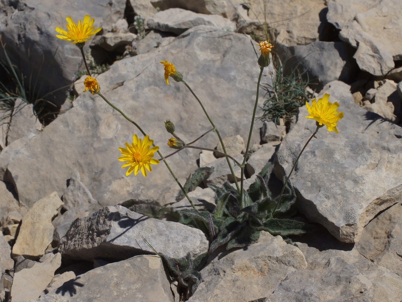 Hieracium leiopogon