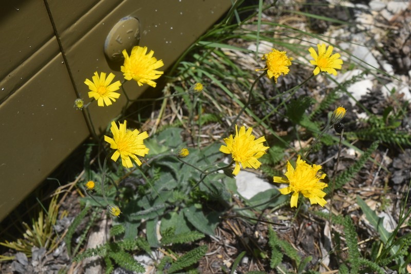 Hieracium leiopogon photo 2