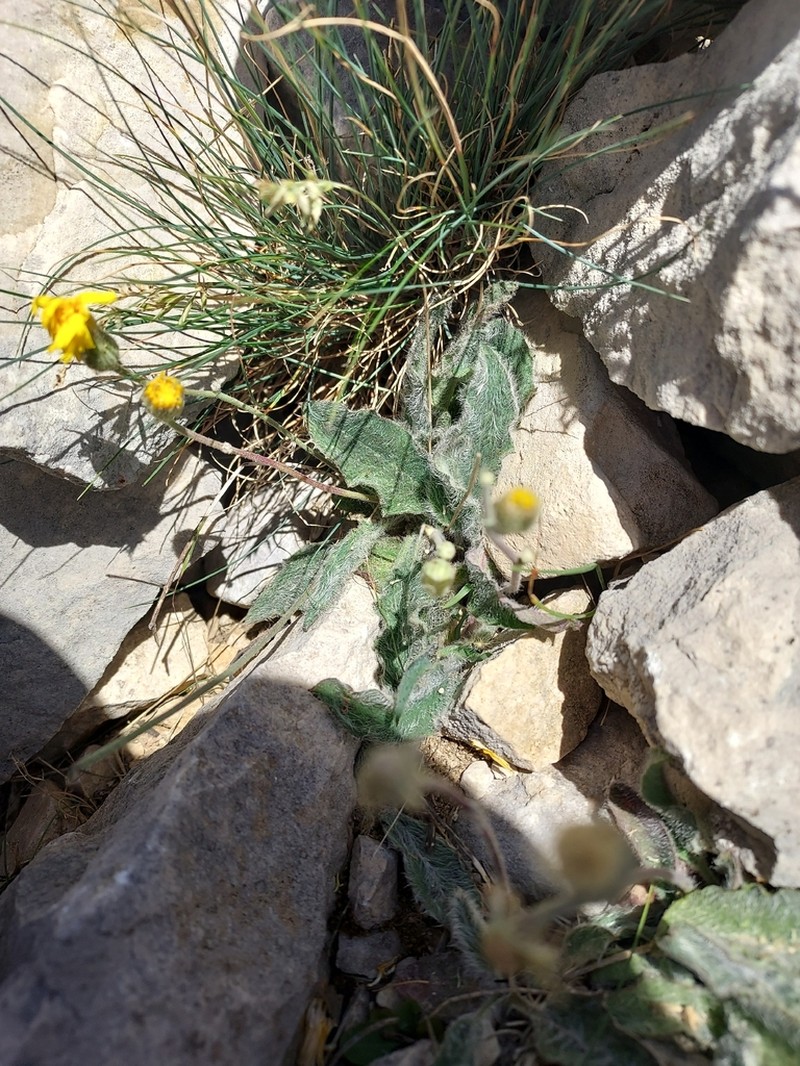 Hieracium leiopogon photo 3