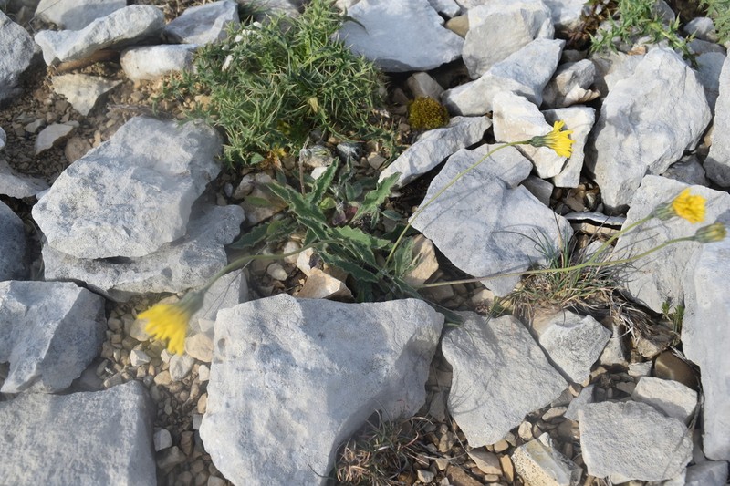 Hieracium leiopogon photo 4