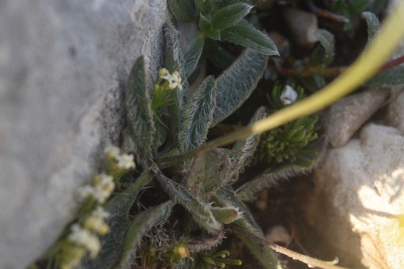 Hieracium leiopogon photo 5